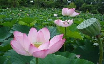 Phải sớm làm điều lành